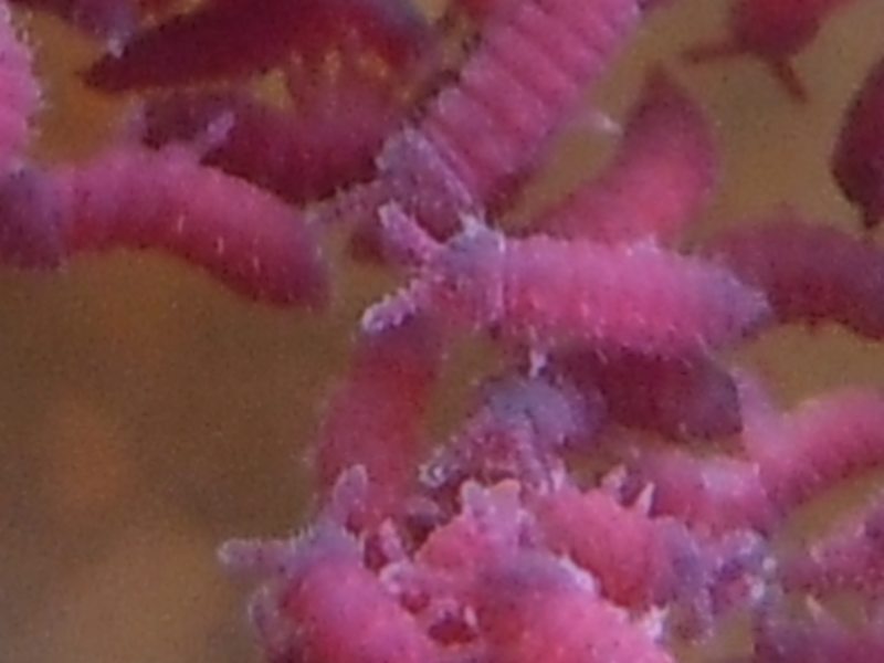 Poduridae rosa, dal Golfo di Arzachena (OT)